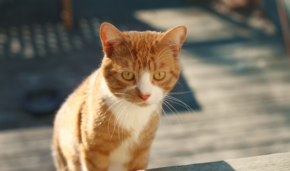 a cat sitting on a wood surface