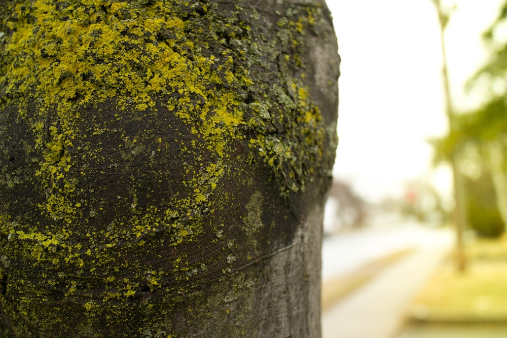 a close up of a tree trunk