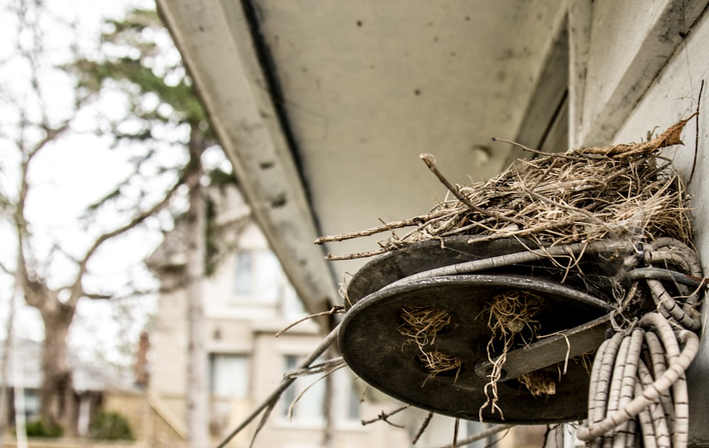 a bird nest on a building