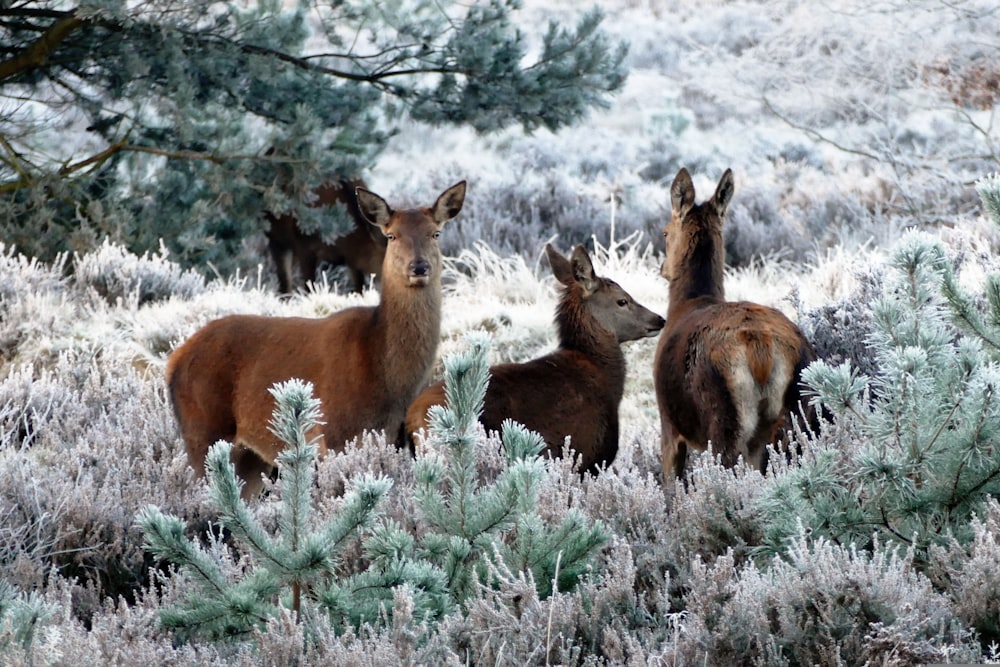 a group of animals in a field