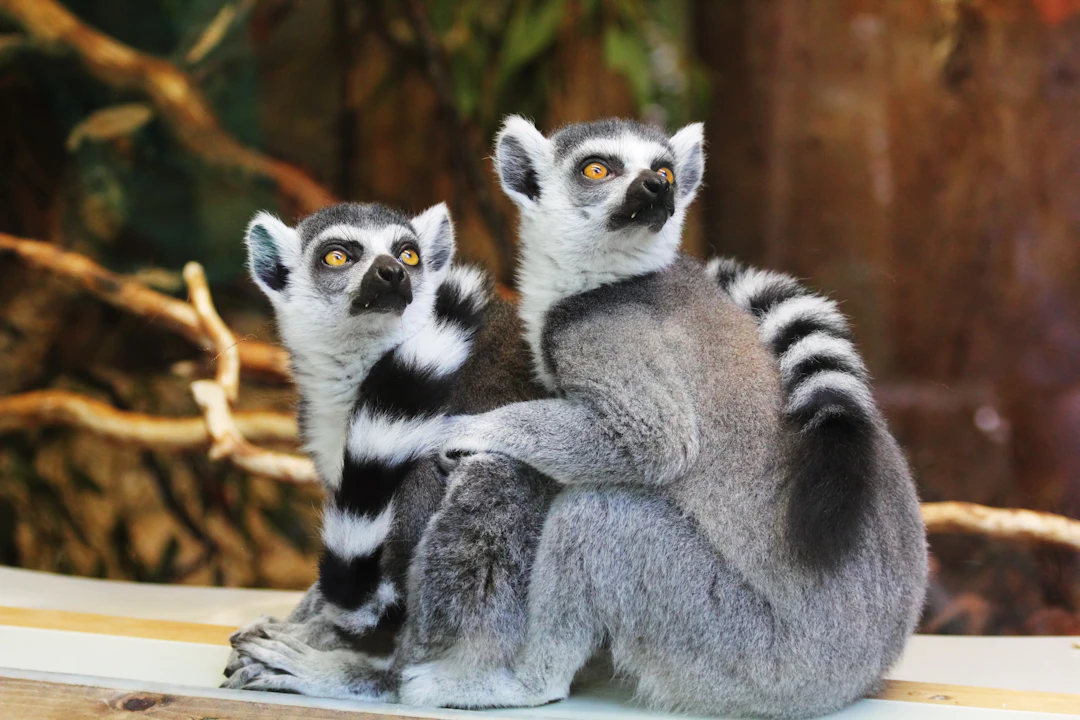 6-Day Luxury Madagascar Itinerary: Rainforests & Private Islands