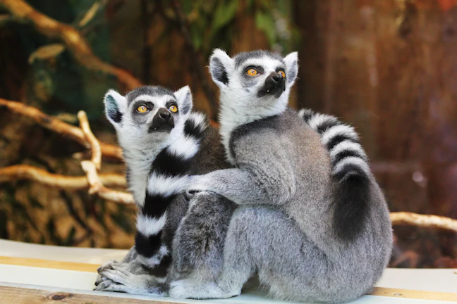 6-Day Luxury Madagascar Itinerary: Rainforests & Private Islands