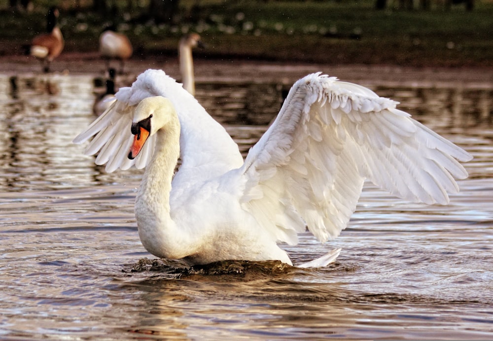 a couple of swans in a lake