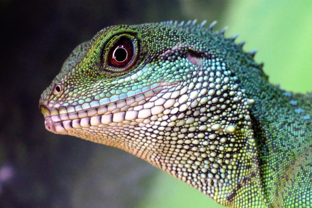 a close up of a lizard