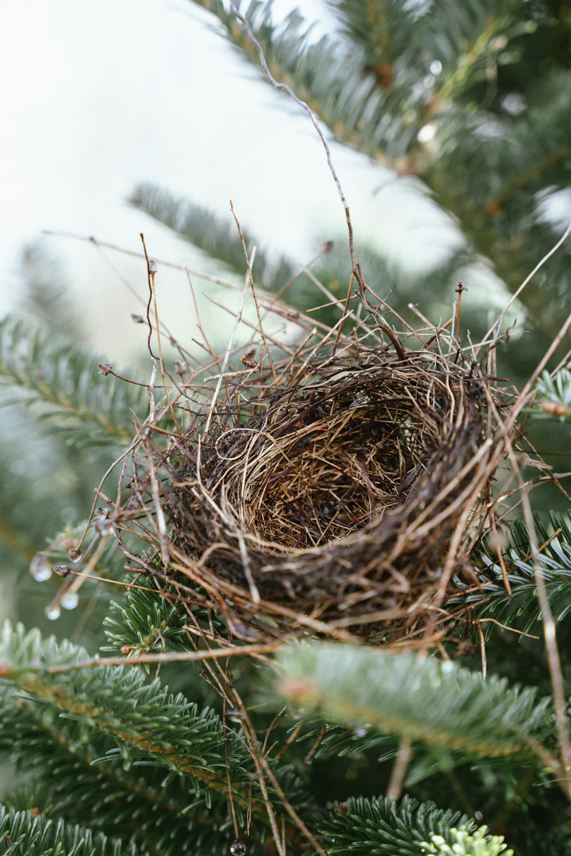 A nest woven into a pine, a sign of a healthy woodland.