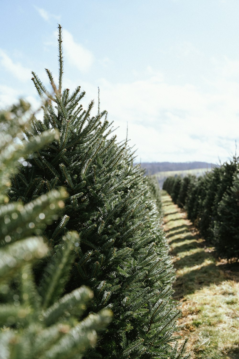 Un primer plano de un árbol