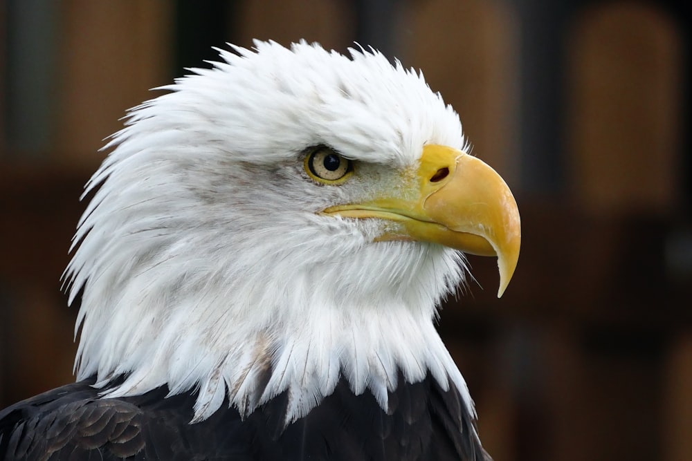 a bald eagle with yellow beak
