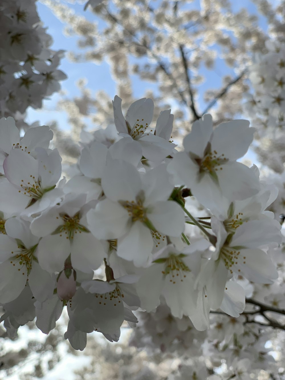 a close up of white flowers