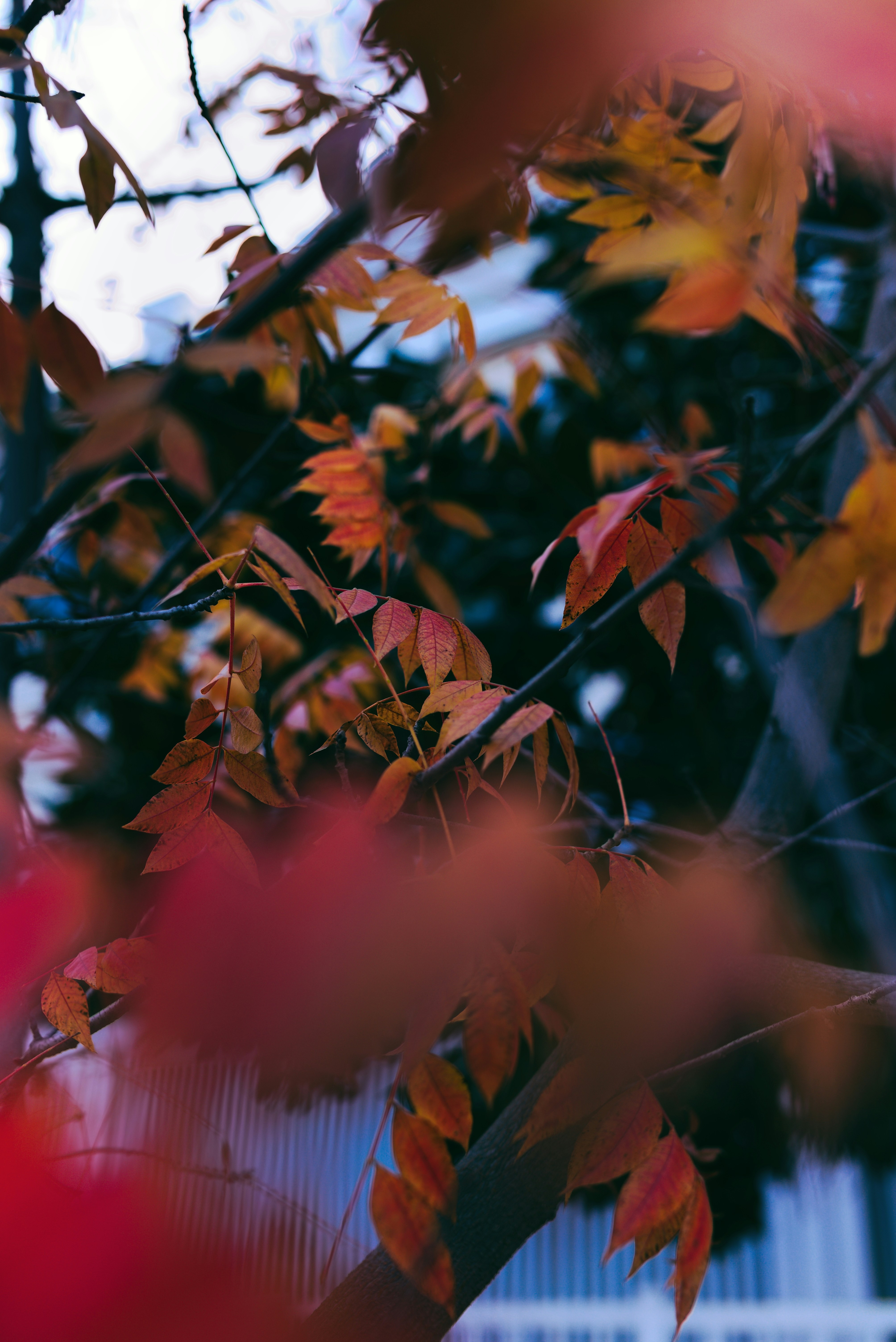 Photo by donovandeanphoto