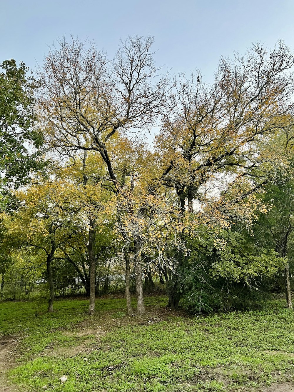 a group of trees