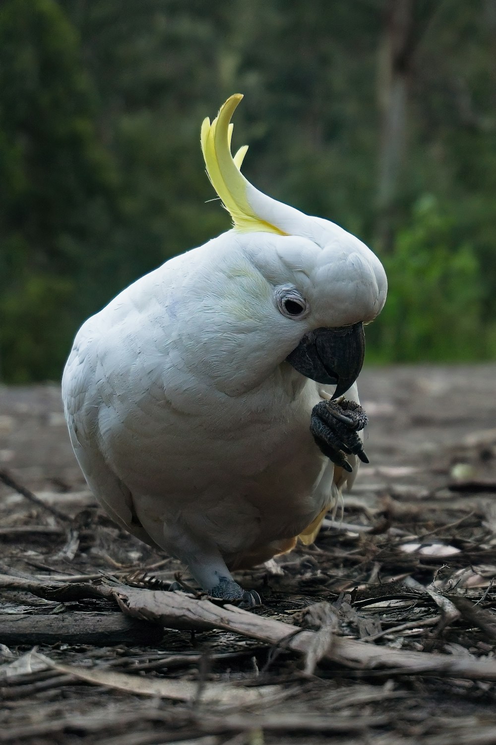 黄色いくちばしを持つ白い鳥