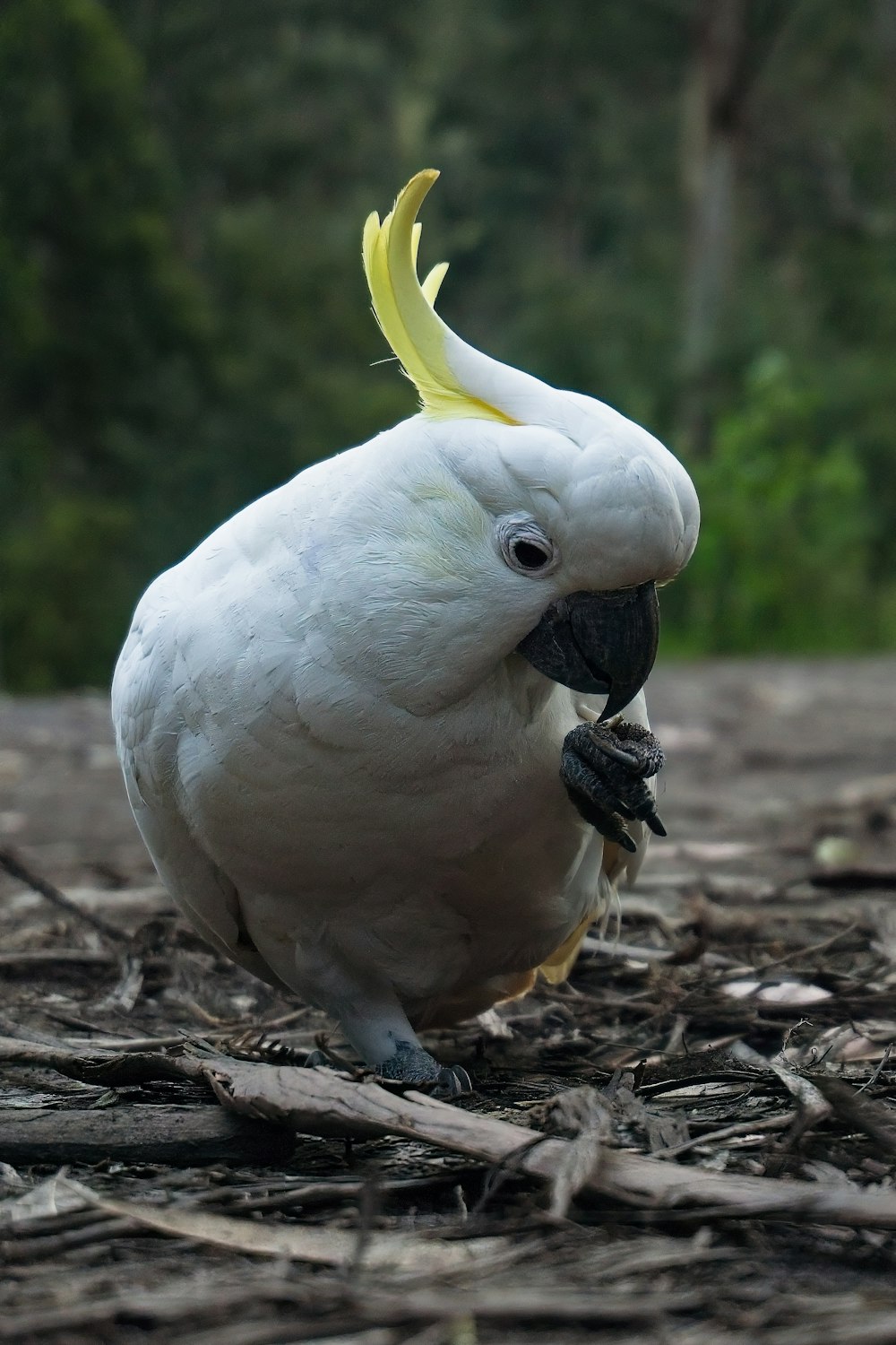 a white bird with a yellow beak