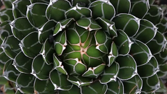 a close up of a plant