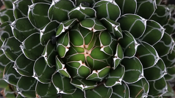 a close up of a plant