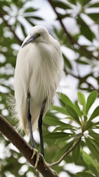 a white bird on a branch