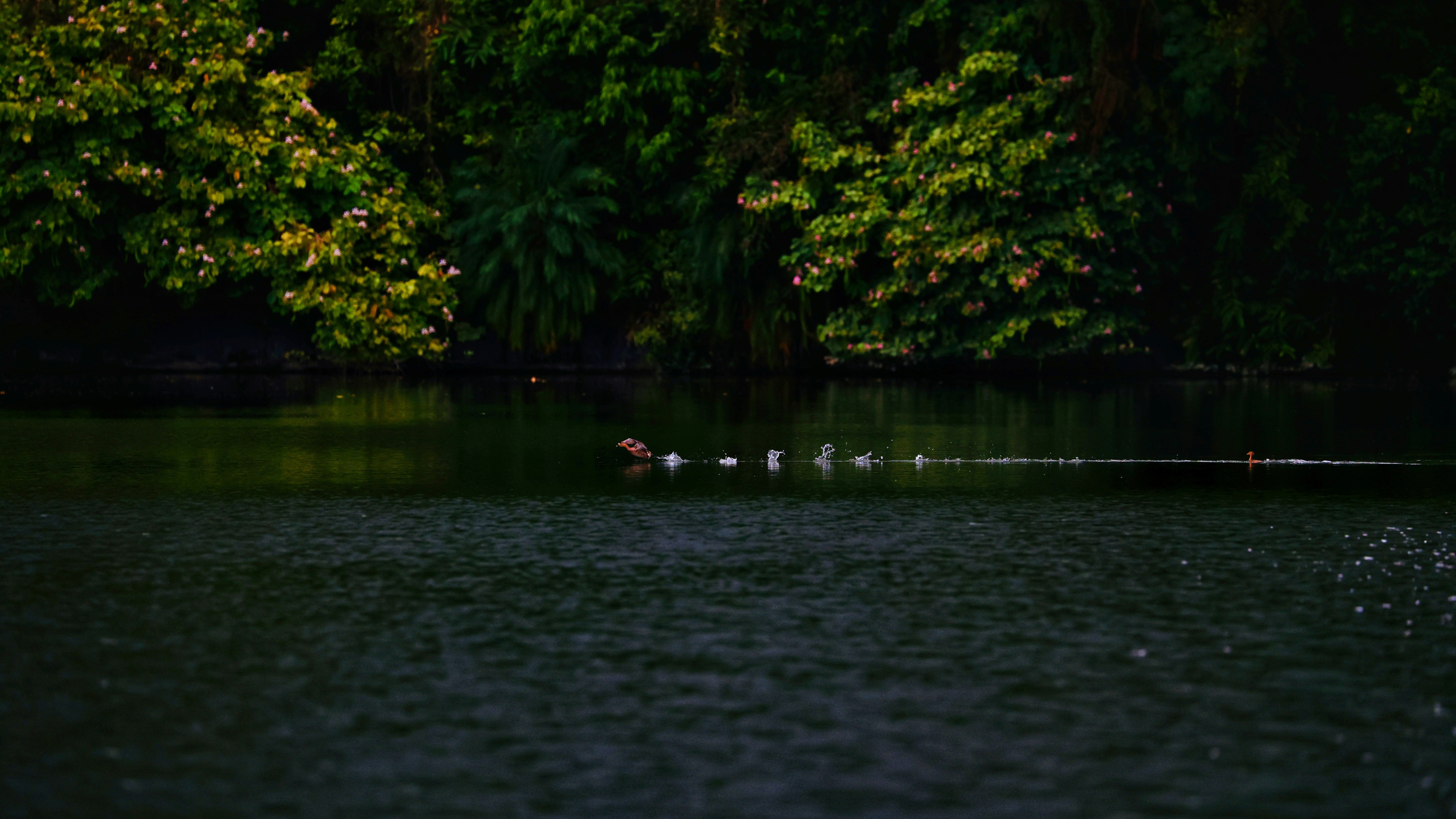 Photo by dickenslin76