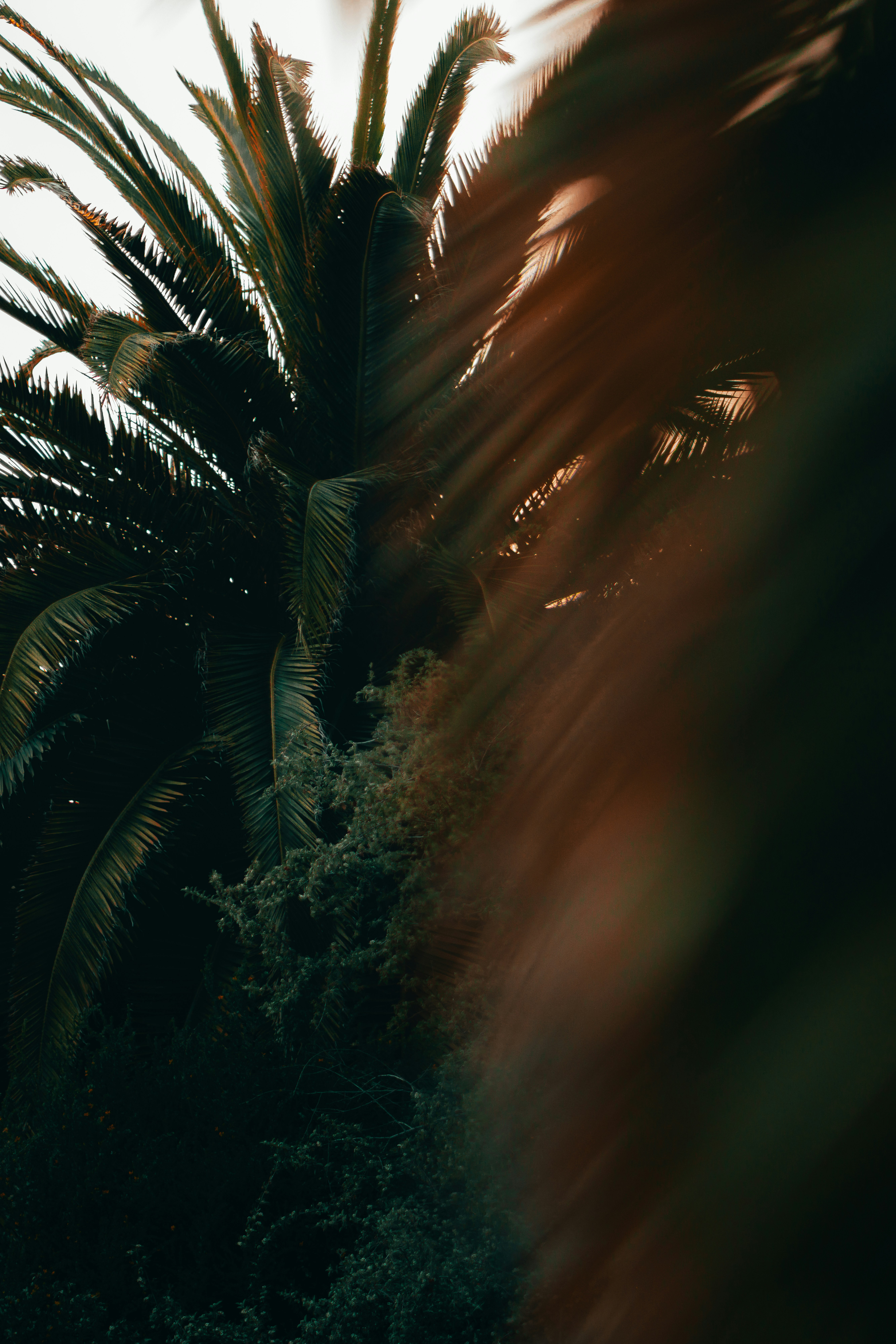 Photo by kalaniparker