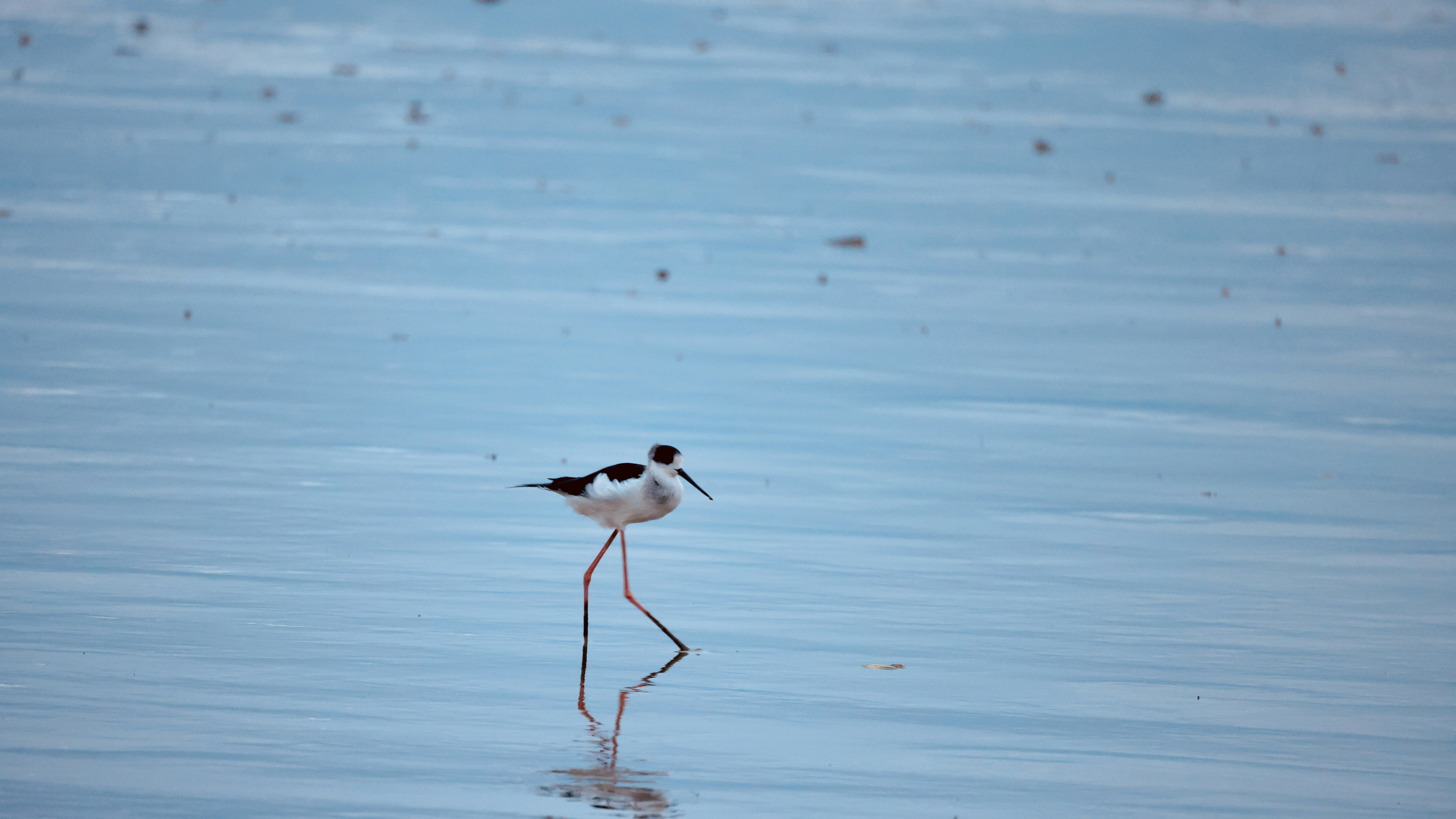 Photo by dickenslin76