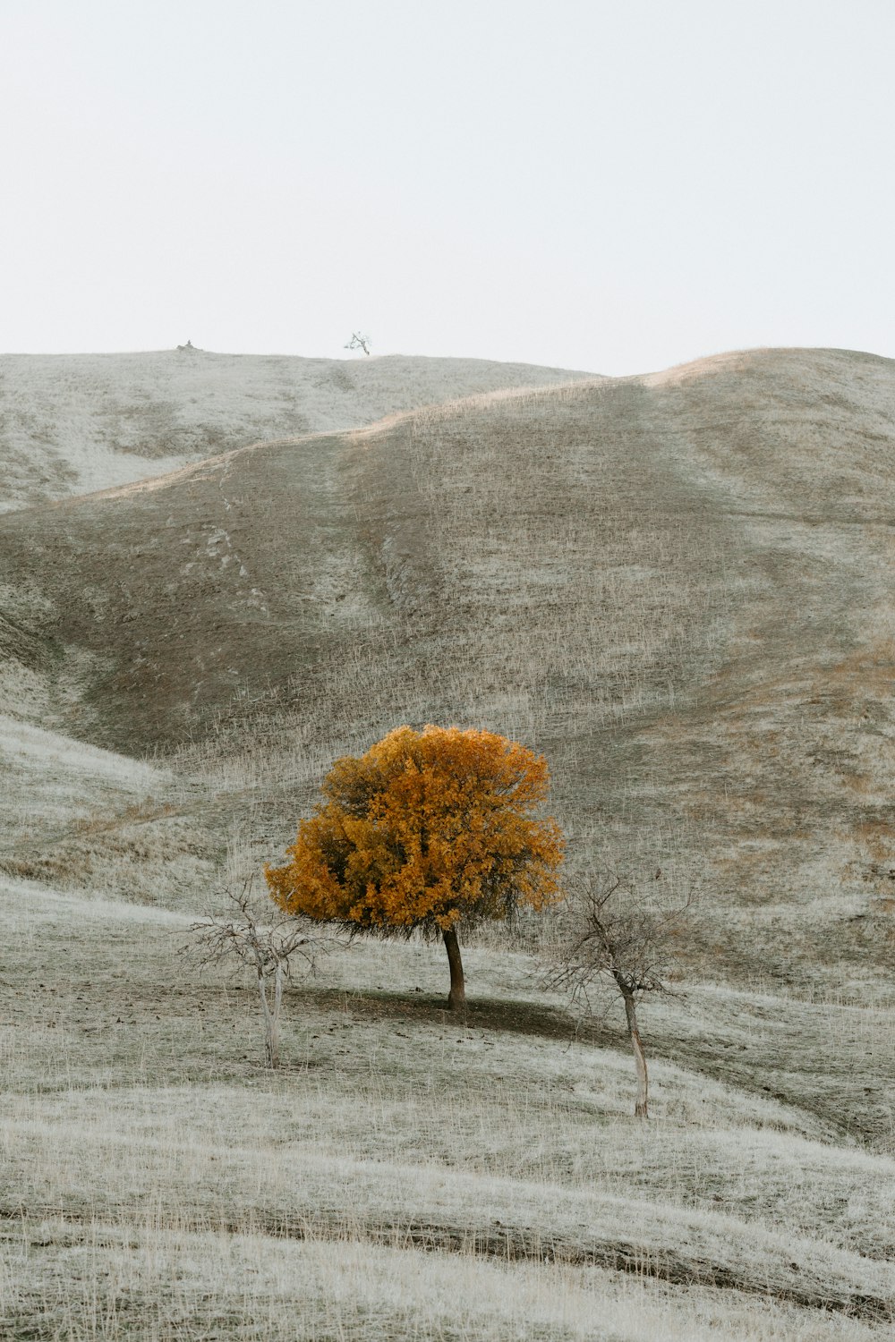 a group of trees in a field