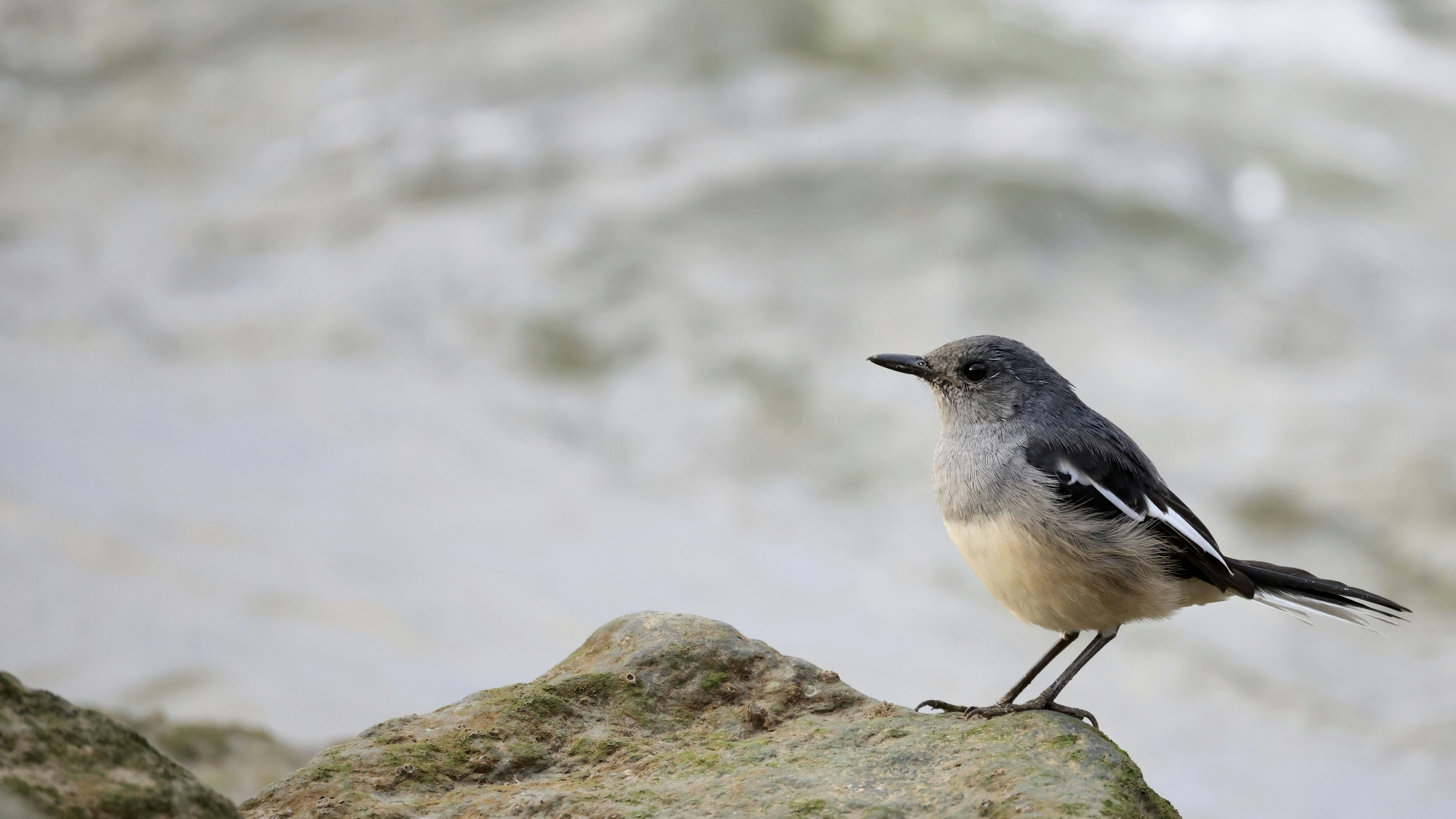 Photo by dickenslin76