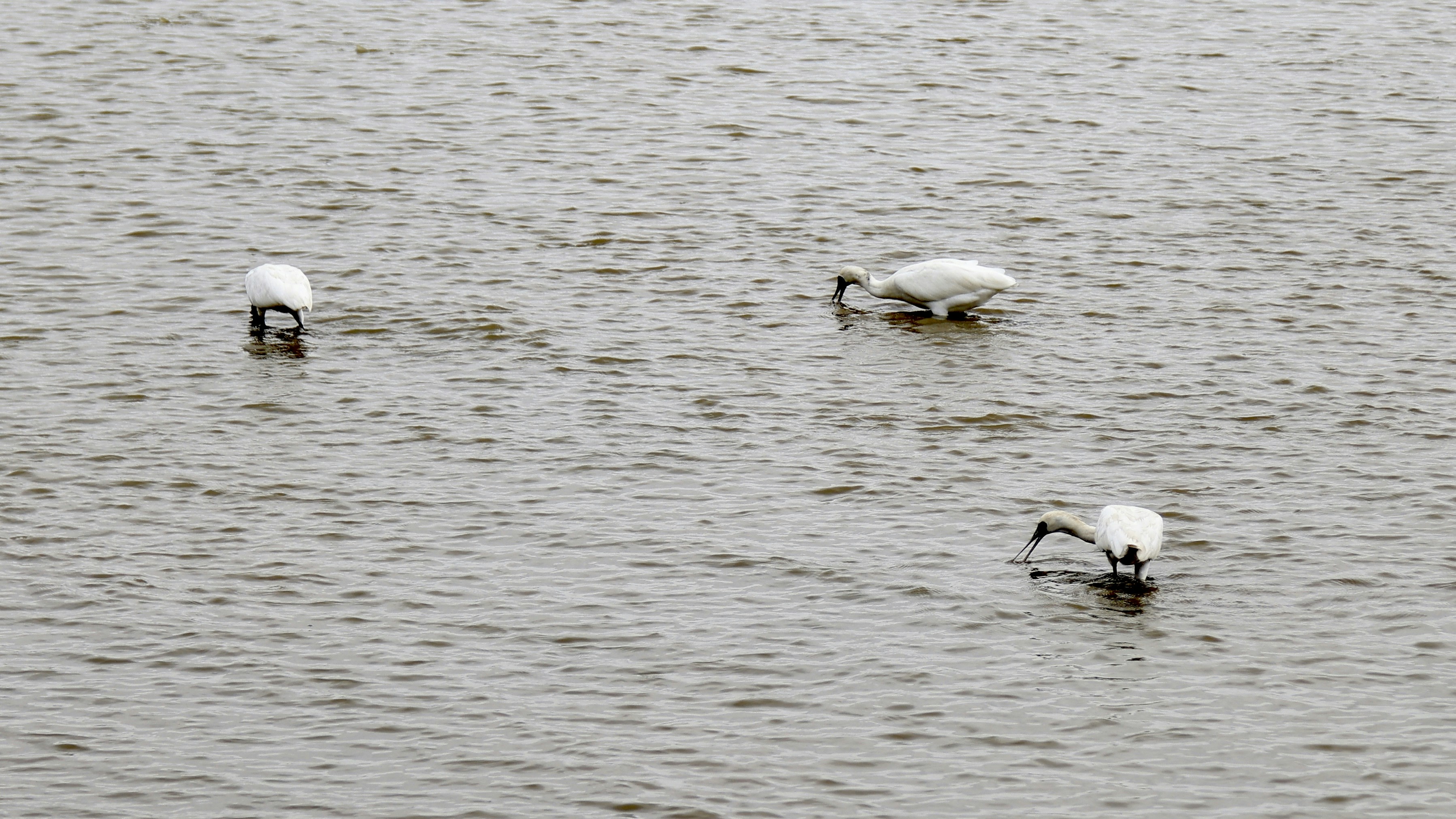 Photo by dickenslin76