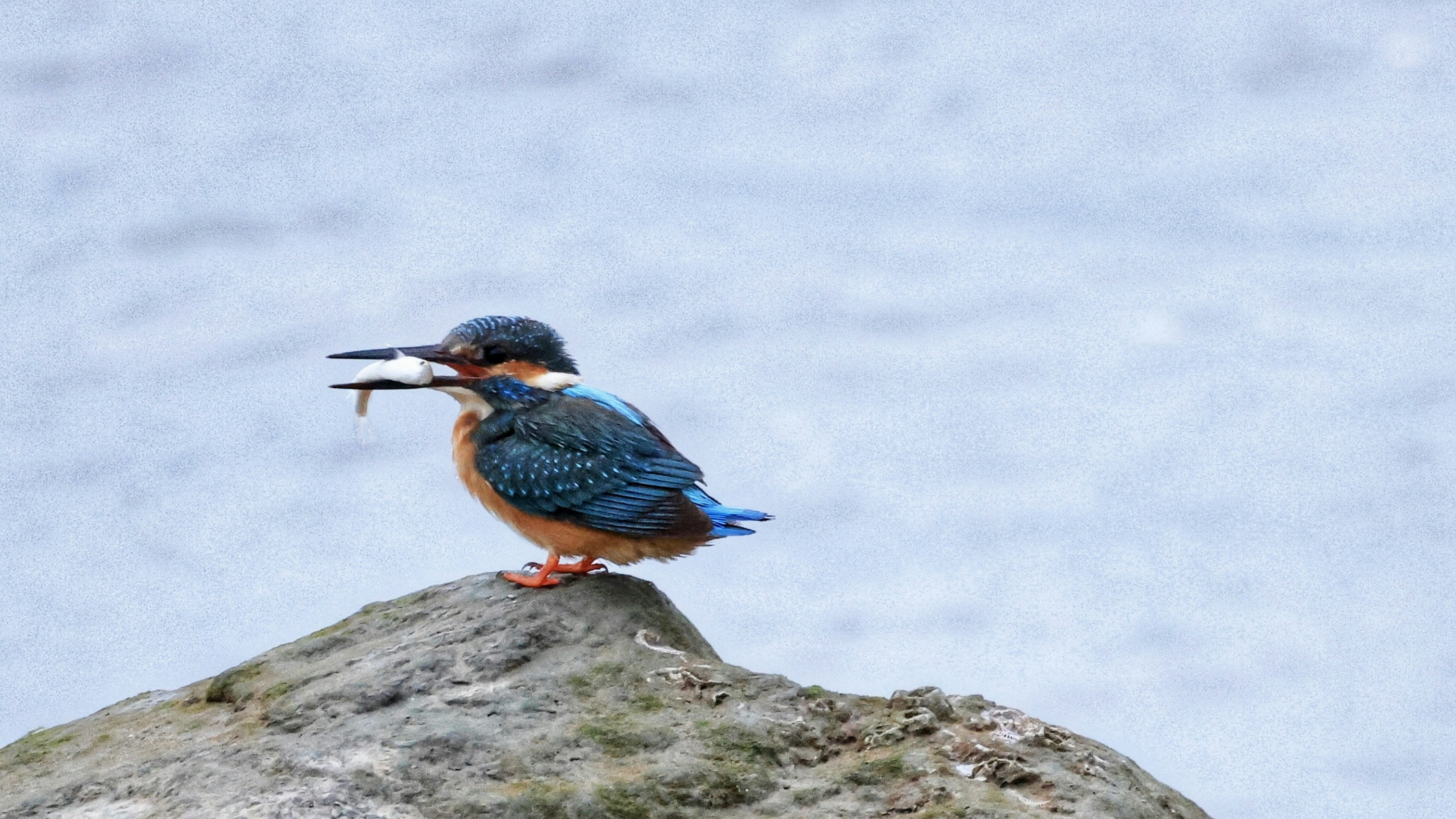 Photo by dickenslin76