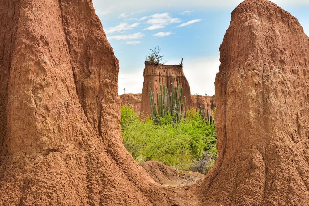 a rock formation with plants and trees