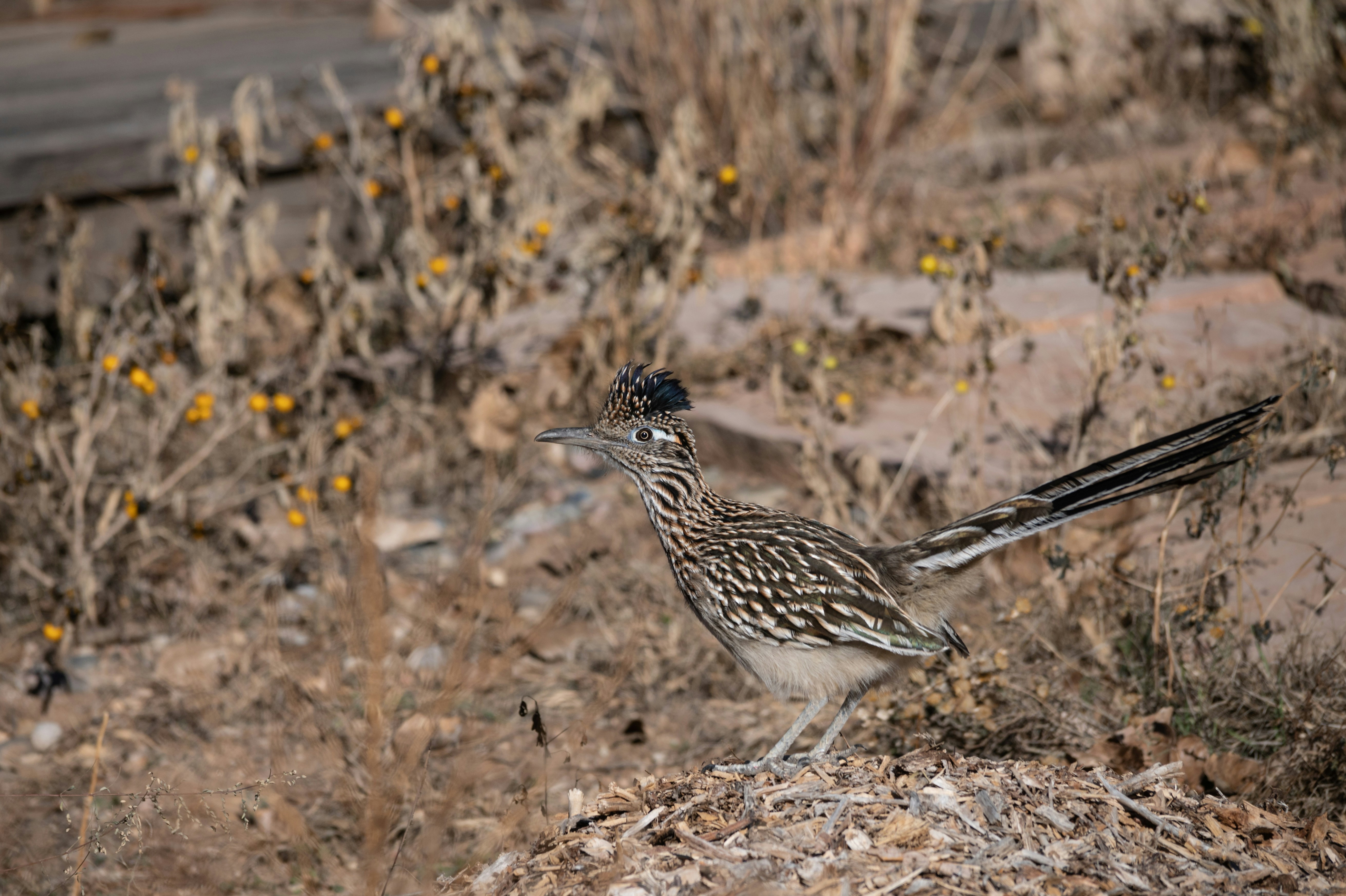 Photo by carrie_borden