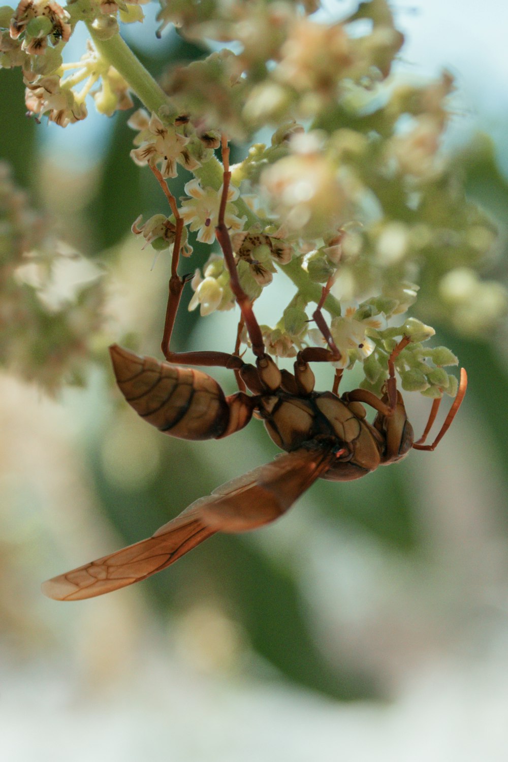 a close up of a bug