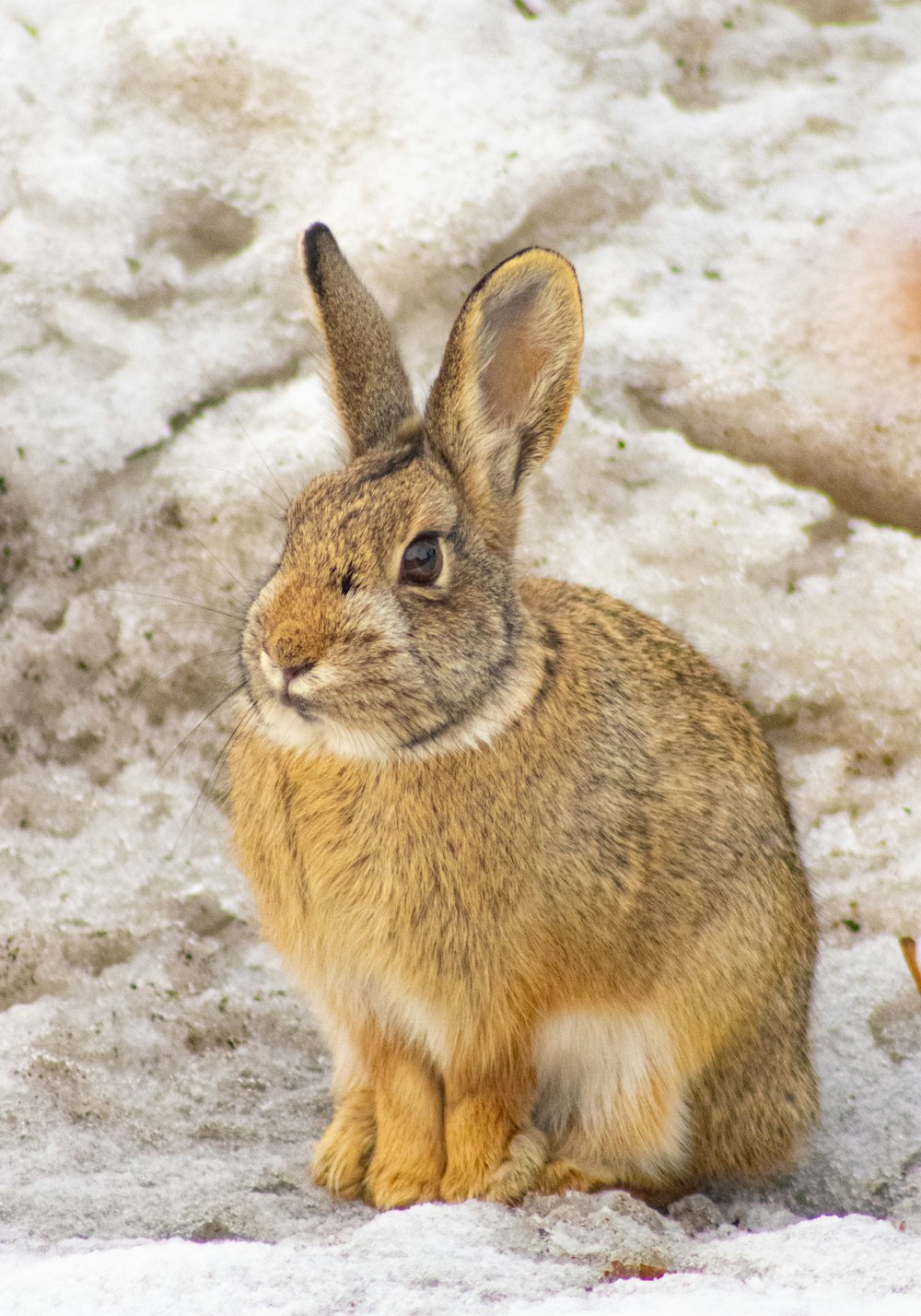 a rabbit sitting in the snow
