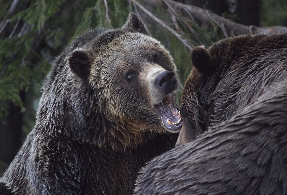 a couple of bears stand near each other