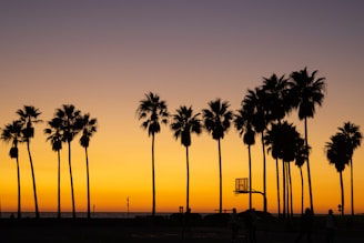 a group of palm trees
