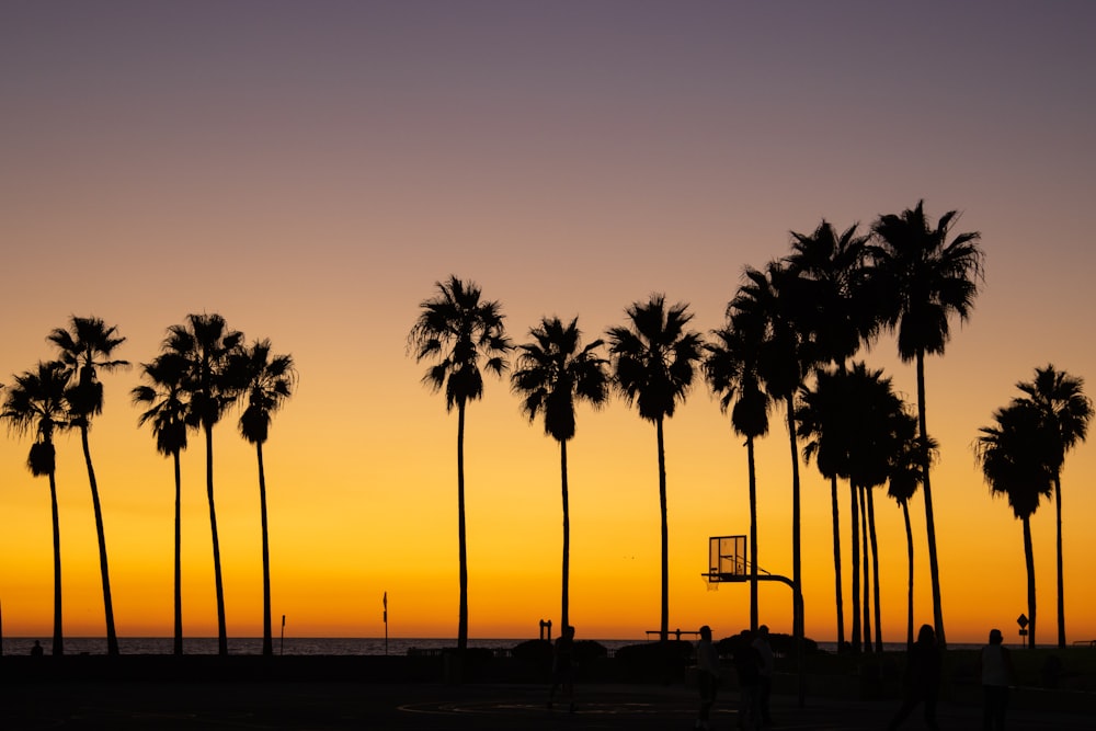 a group of palm trees