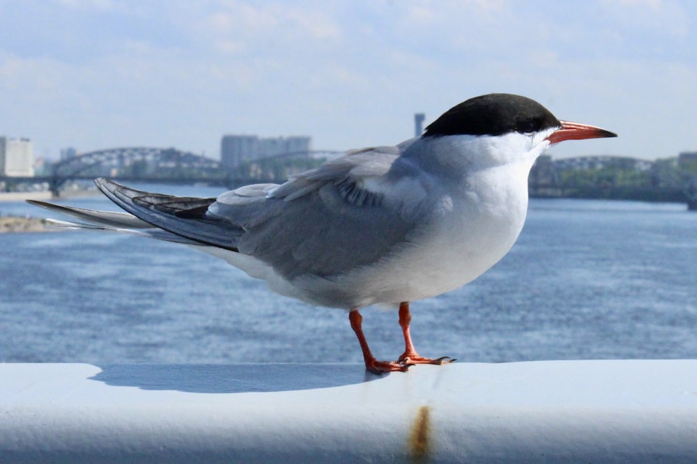 a bird standing on a ledge