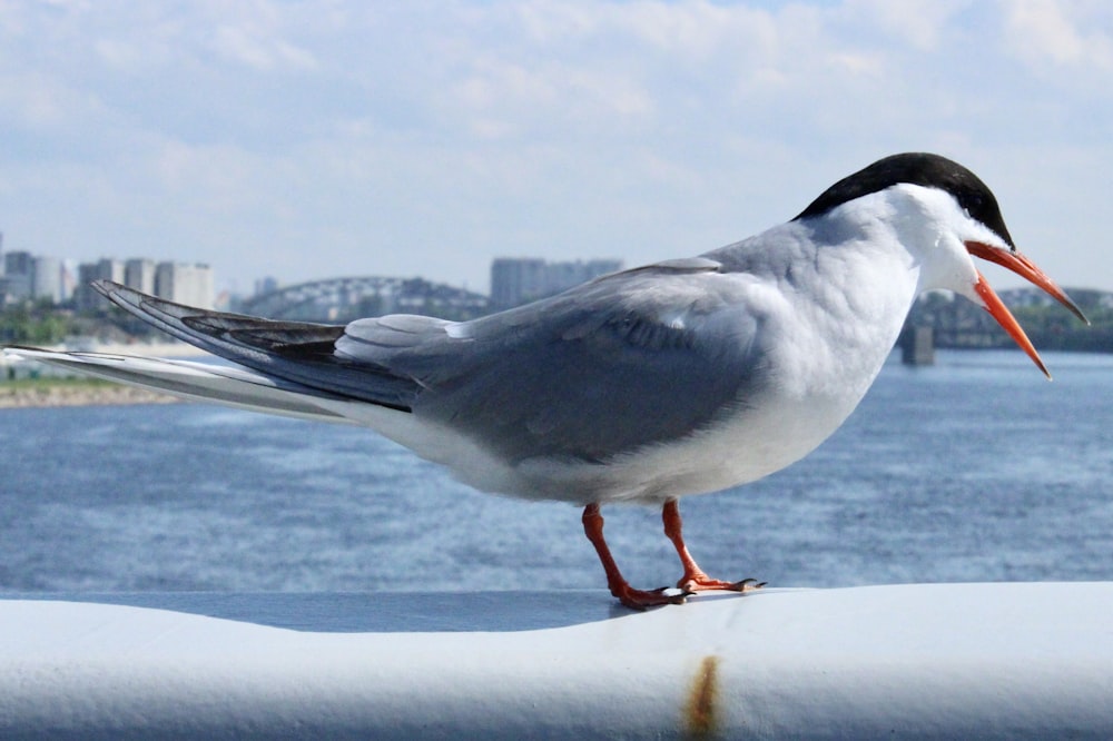 a bird with a long beak