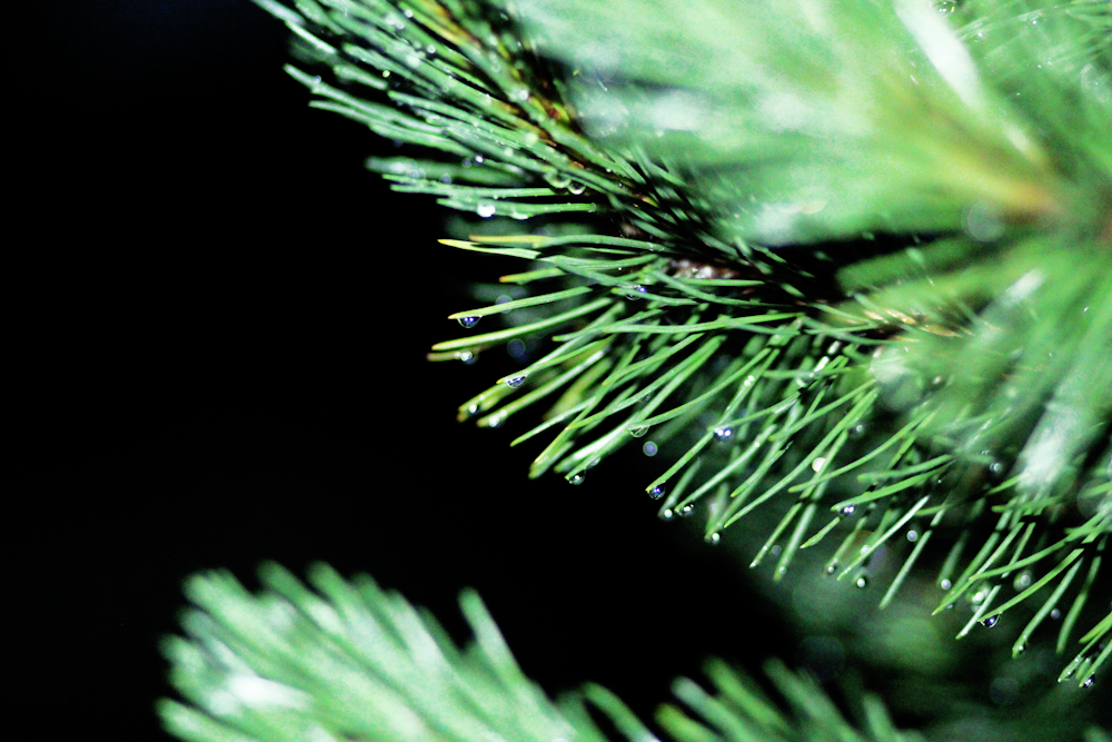 close up of a plant