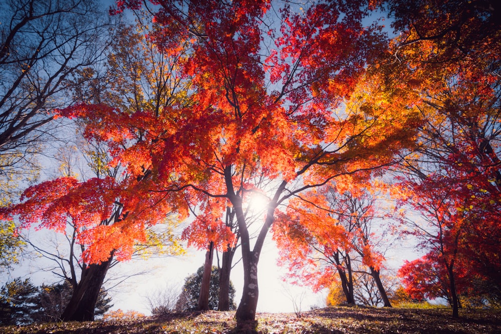 a group of trees with orange leaves