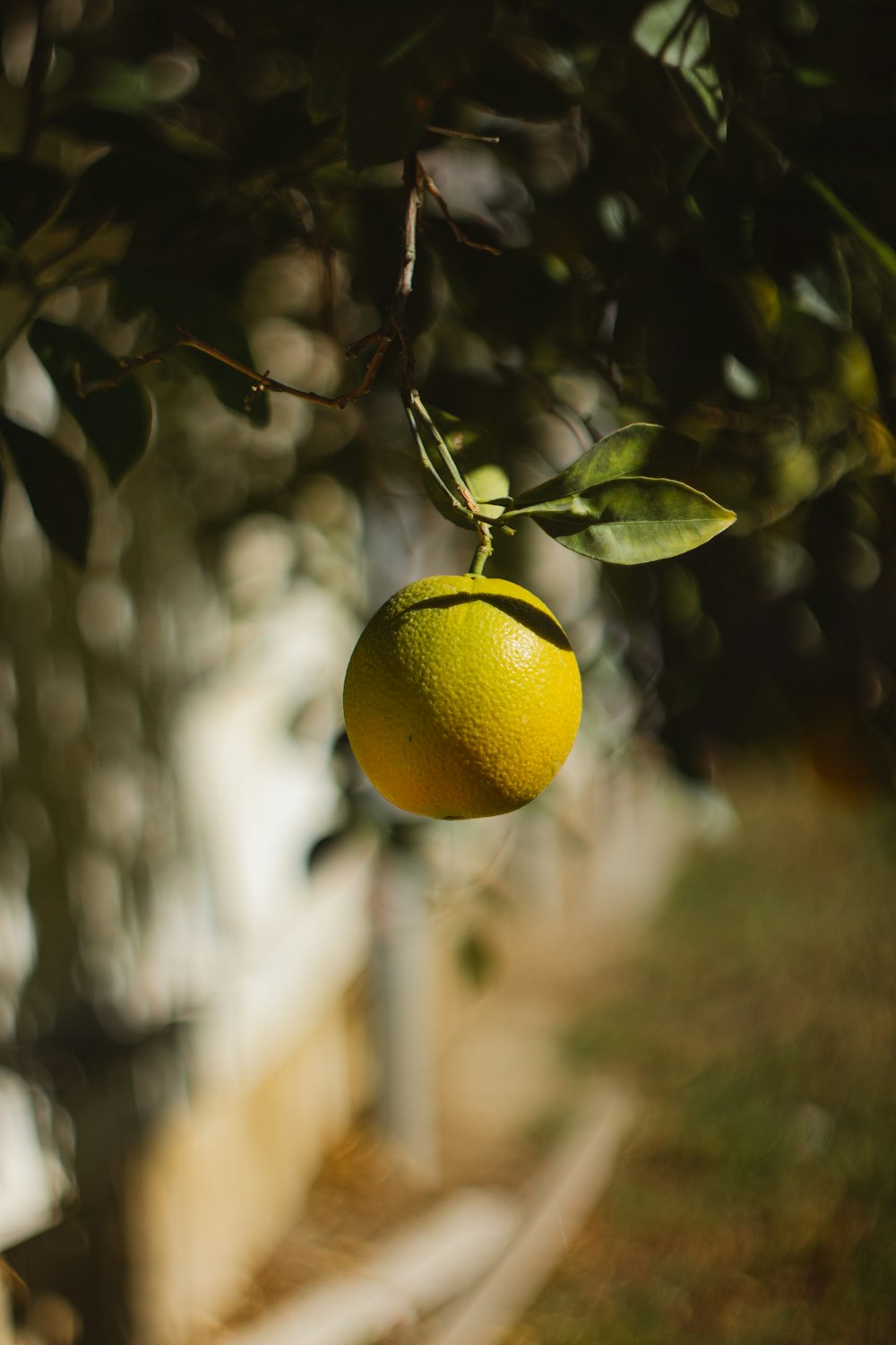a lemon from a tree
