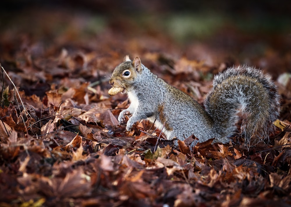 a squirrel eating a nut