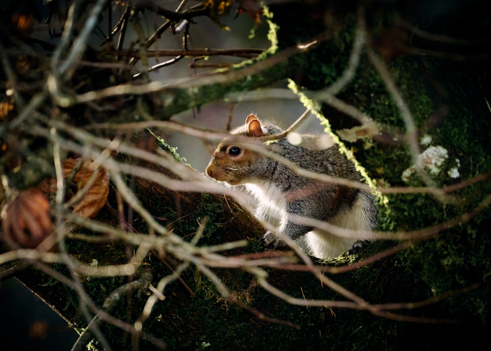 a squirrel in a tree