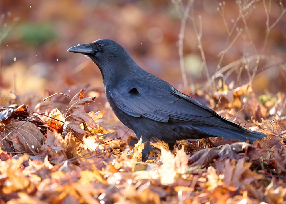 a bird standing on the ground