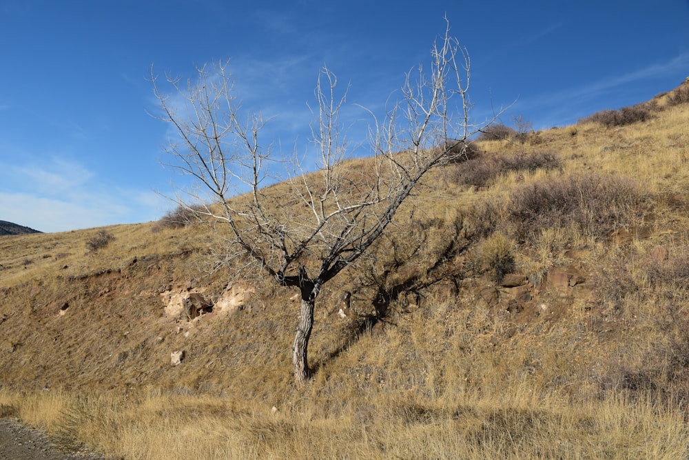 a tree in a field