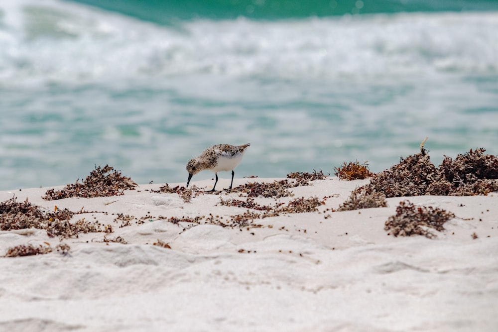 a small animal walking on the beach