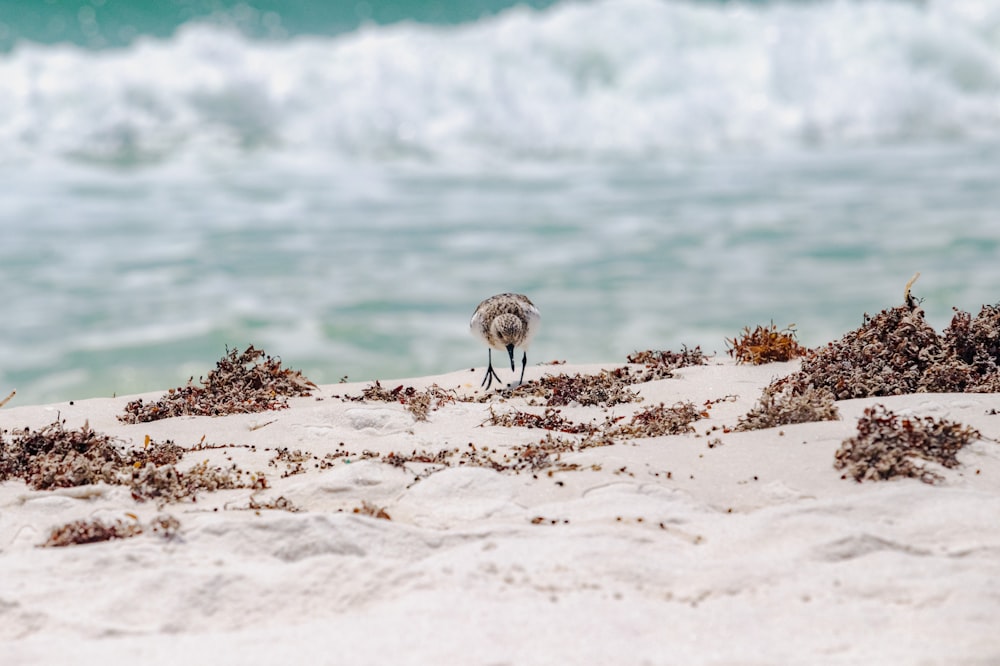 a bird on the beach