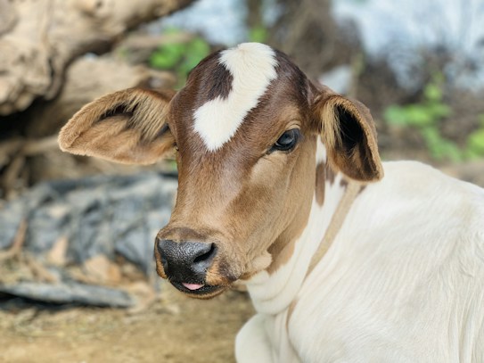 A young calf with light brown and white coloring is resting on the ground. The calf has large, expressive eyes and soft, short fur. Behind the calf, there are blurred natural elements and greenery that add to the setting's outdoor feel.