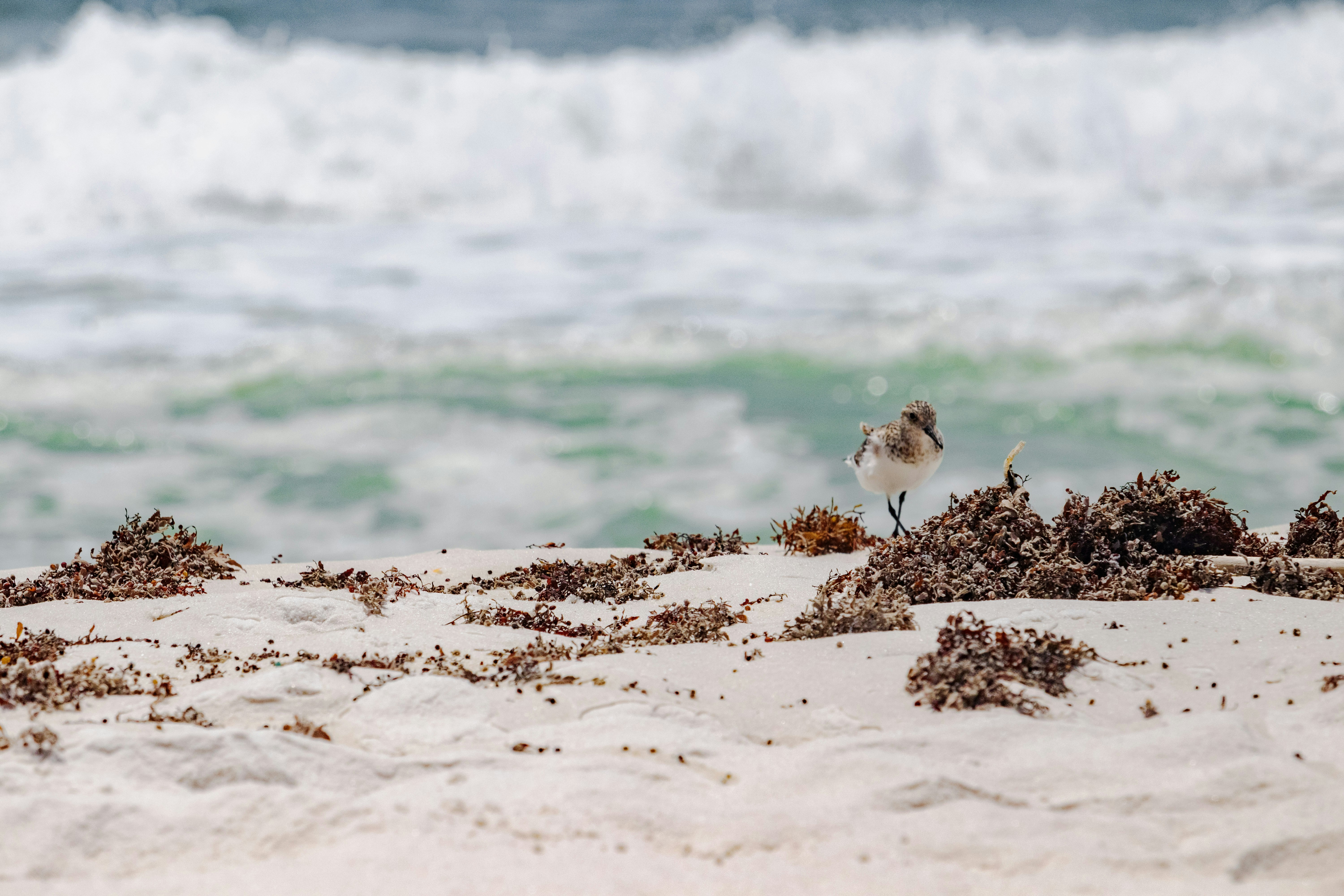 Un uccello su una spiaggia