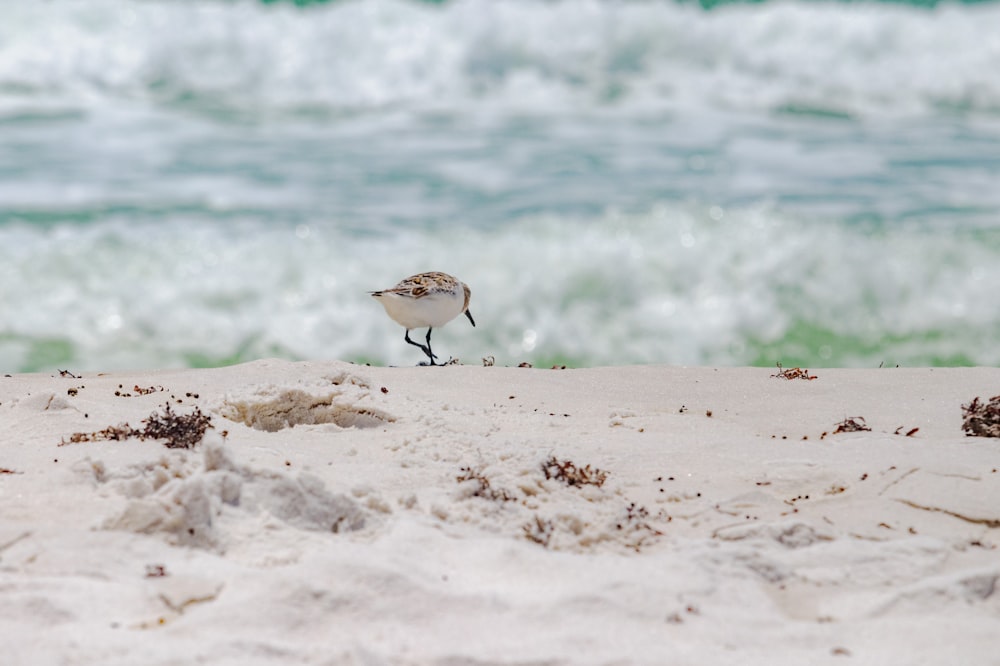 a bird walking on the beach