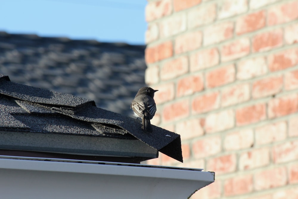 a bird on a roof