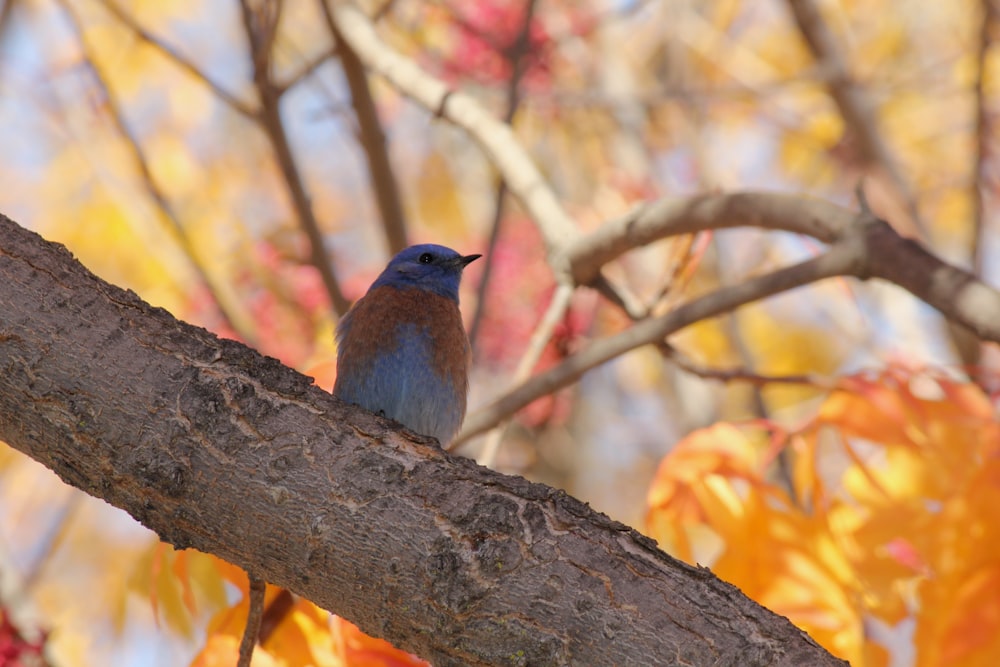 a bird sitting on a tree branch