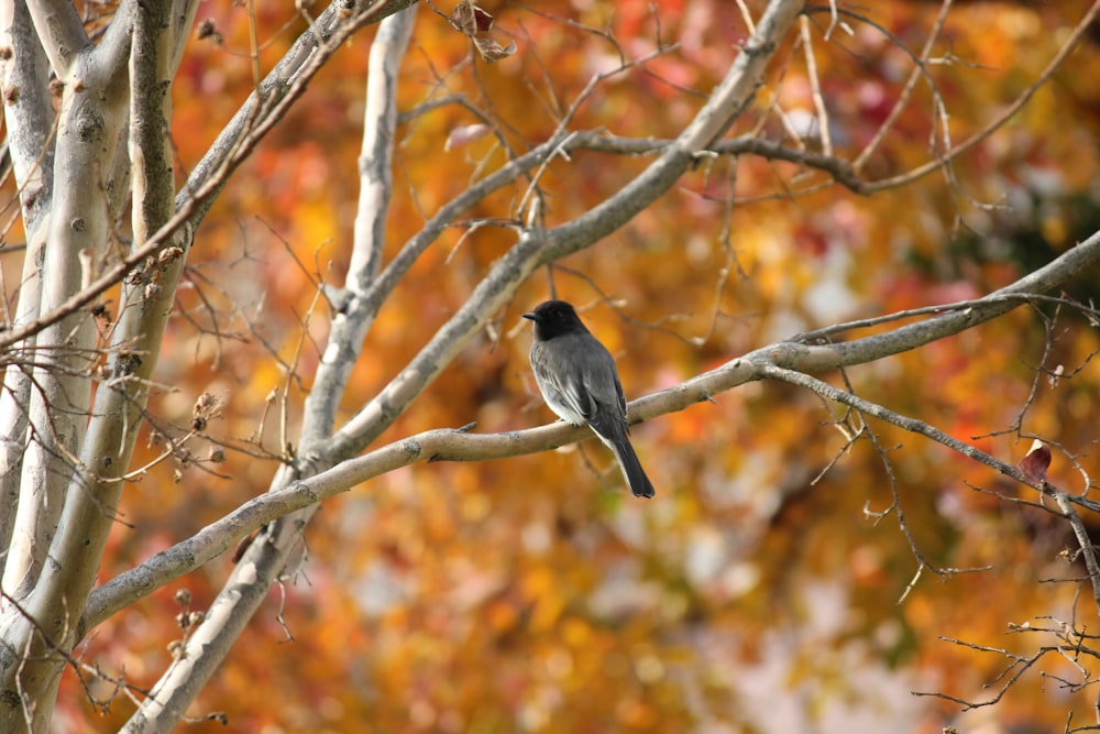 a bird sitting on a tree branch